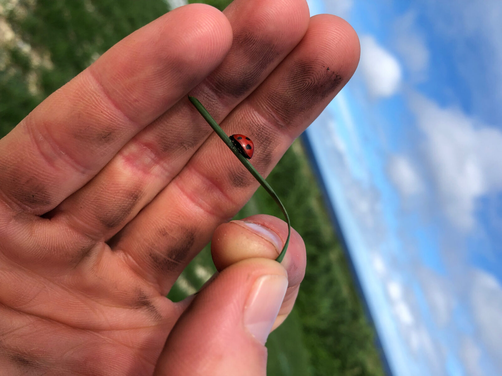A hand holding a blade of grass with a ladybug, against a blue sky.